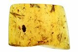 Polished Colombian Copal ( g) - Contains Insects & Poop! #293490-1